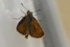 Thymelicus acteon